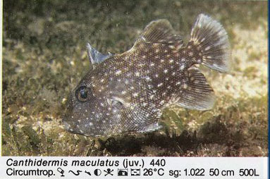Canthidermis maculatus